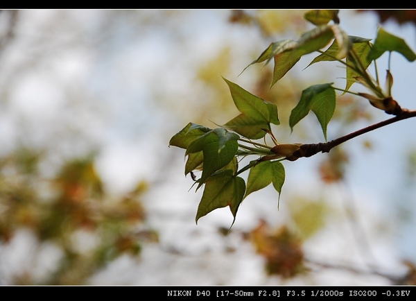 DSC_0110.jpg DSC_0110.jpg