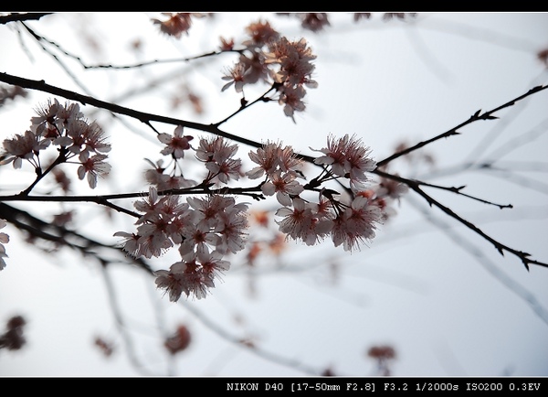 DSC_0487.jpg DSC_0487.jpg