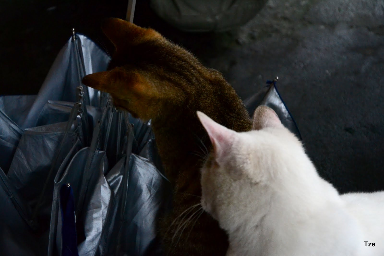 DSC_2217.JPG DSC_2217.JPG