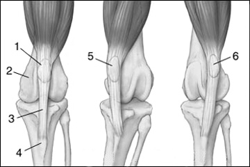 caninekneediagram1-thumb-400x405-23509.jpg