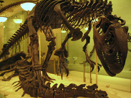 amnh_11.jpg