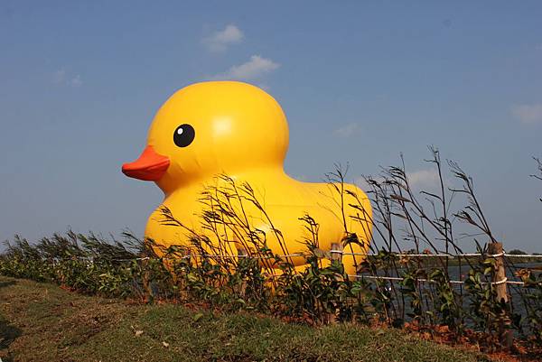黃色小鴨18.JPG 黃色小鴨18.JPG