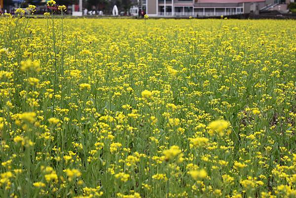 新埔花田4.JPG 新埔花田4.JPG