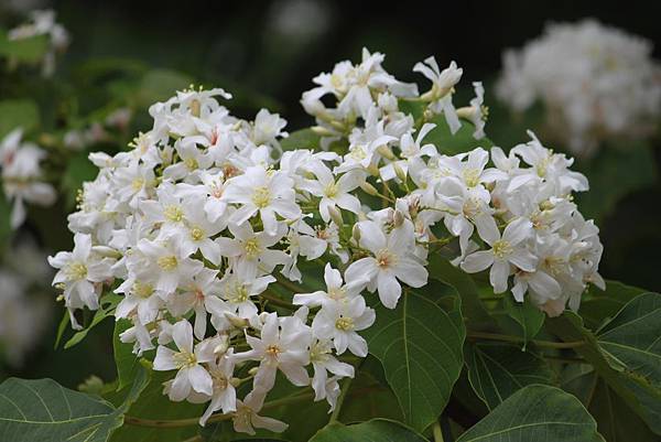 湖口桐花19.JPG 湖口桐花19.JPG
