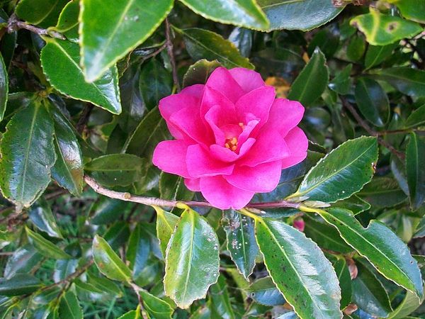 茶花 茶花