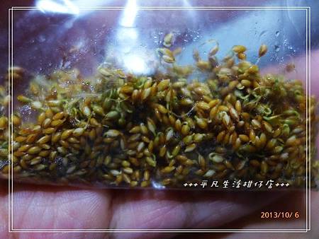 種子盆栽。。愛玉 種子盆栽。。愛玉