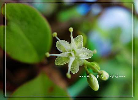 洋落葵花 洋落葵花