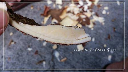 樹薯_20131208-2.jpg