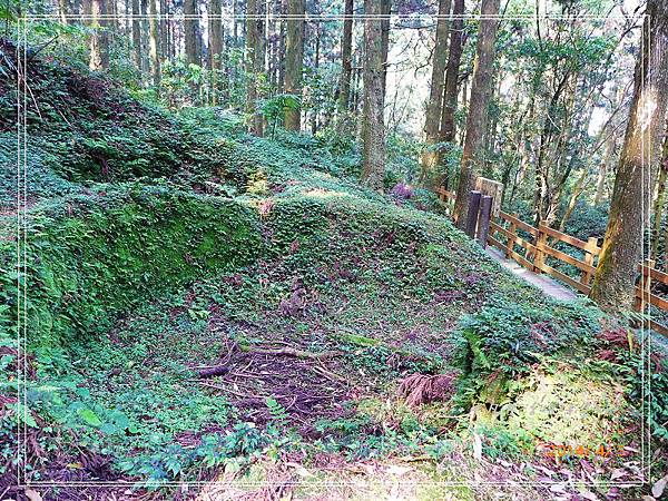 東眼山國家森林遊樂區