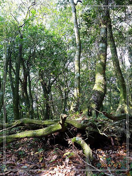 東眼山國家森林遊樂區