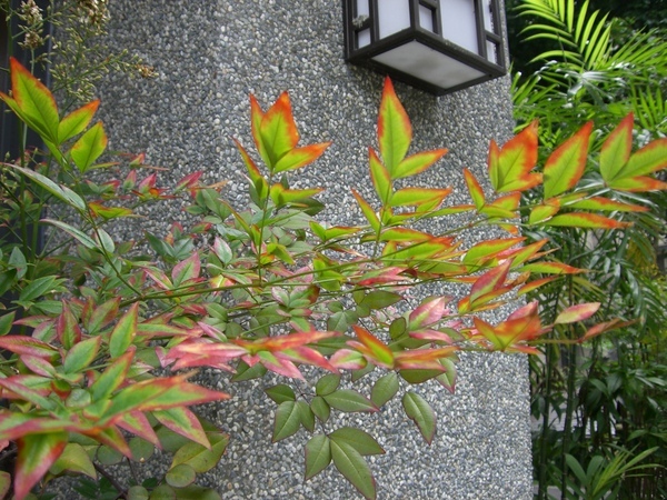 紅楓 紅楓