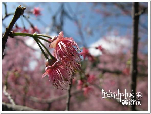 IMG_9953 IMG_9953