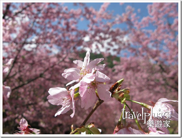 IMG_9956 IMG_9956
