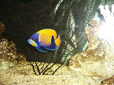 IMGP1930傍生眾 IMGP1930傍生眾