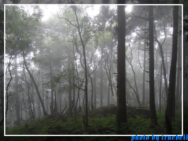 迷霧森林 迷霧森林