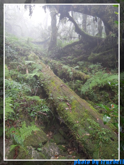 長滿青苔 長滿青苔