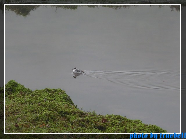 可愛小水鳥 可愛小水鳥