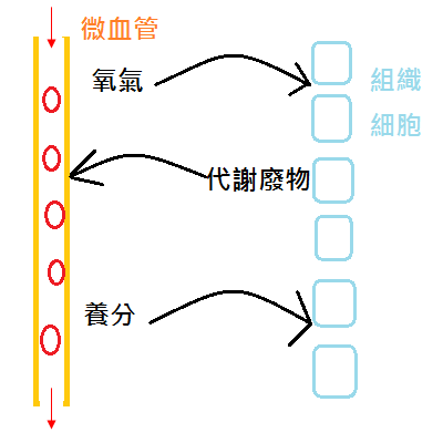 組織氧氣廢物交換圖.png