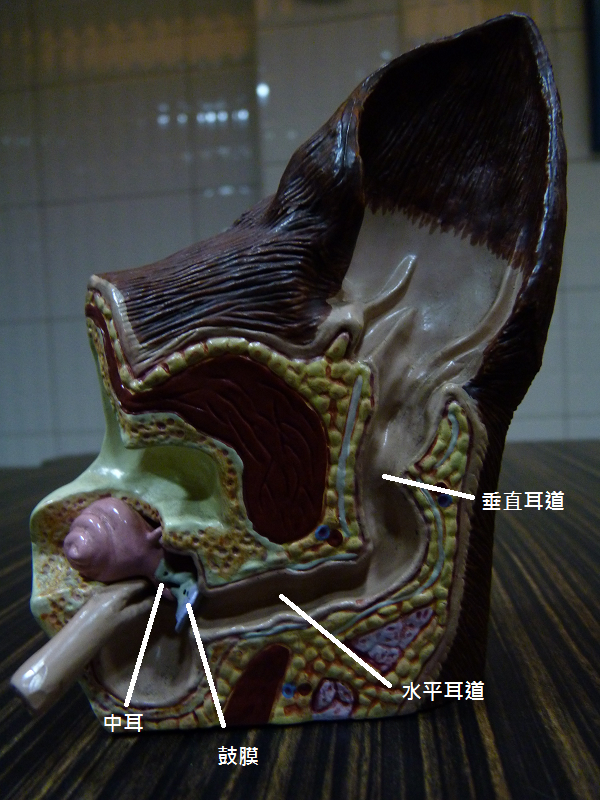耳道正常結構