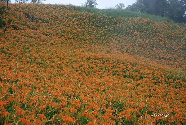 太麻里金針山青山農場