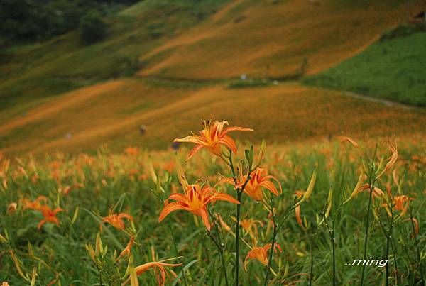 太麻里金針山青山農場