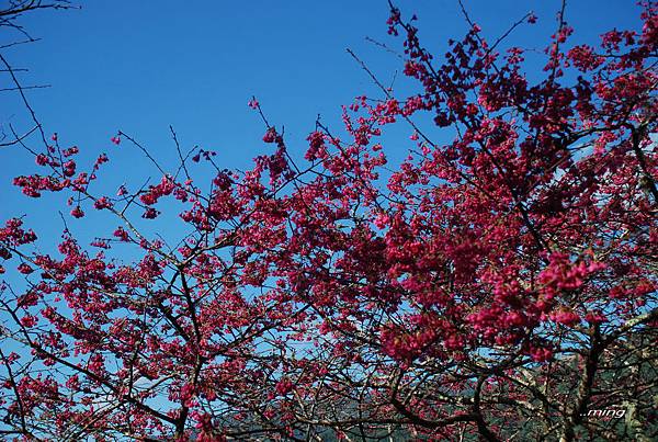 太麻里金針山青山農場