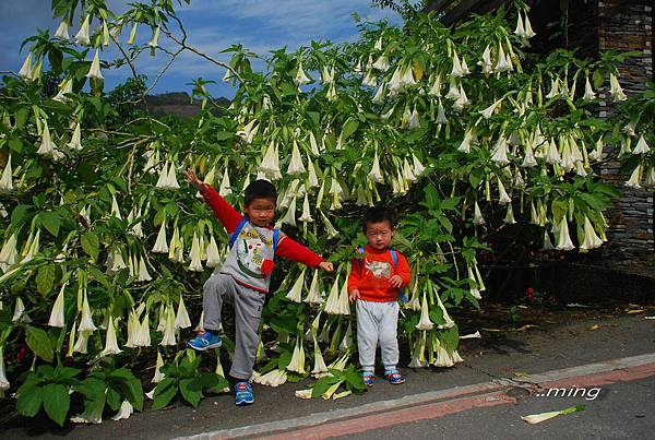 太麻里金針山青山農場