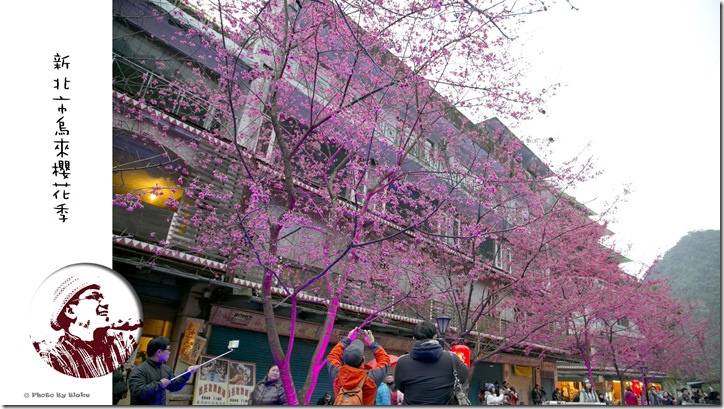 2015新北市烏來櫻花季 2015新北市烏來櫻花季