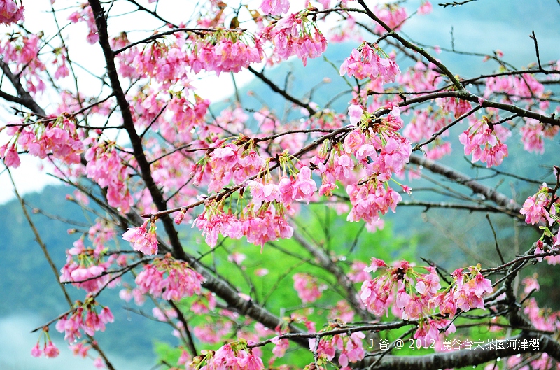 nEO_IMG_DSC_0025 nEO_IMG_DSC_0025