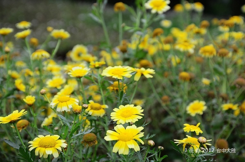 DSC_0080 DSC_0080