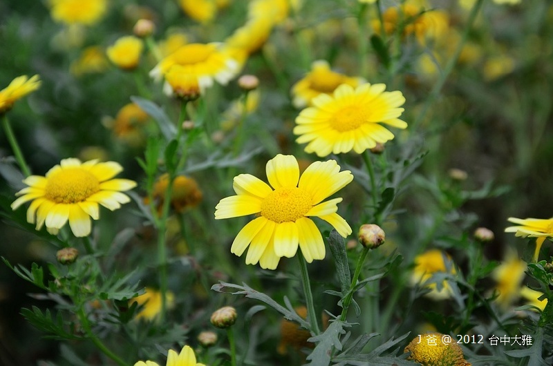 DSC_0076 DSC_0076
