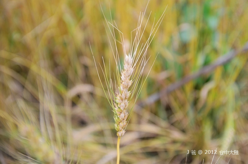DSC_0085 DSC_0085