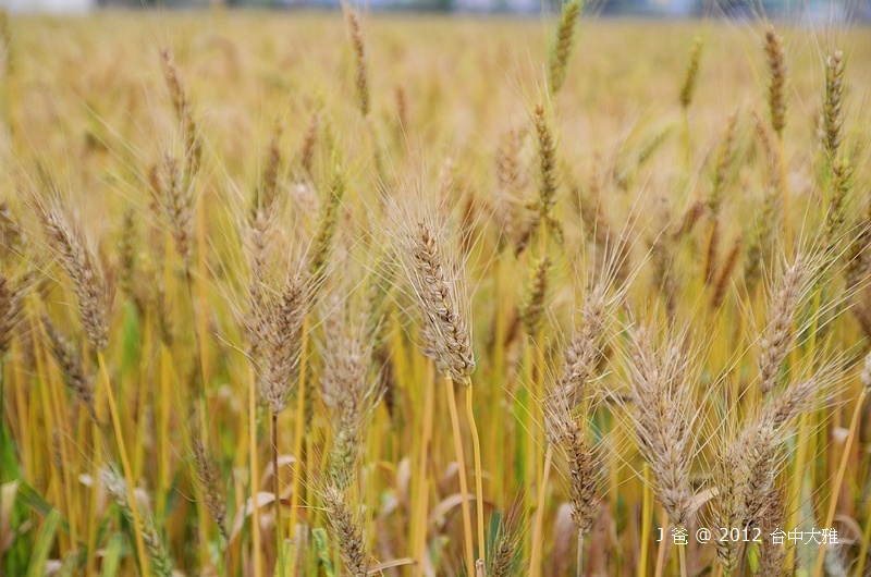 DSC_0071 DSC_0071