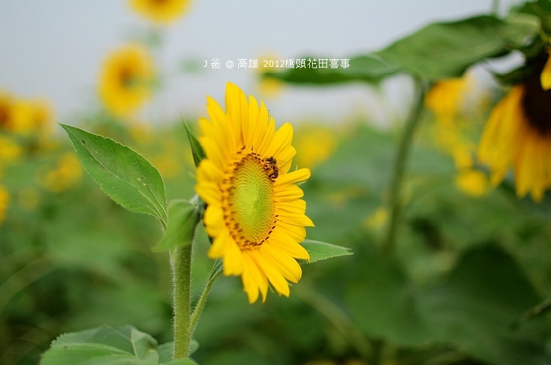 DSC_4915 DSC_4915