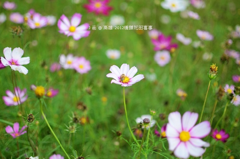 DSC_4941 DSC_4941