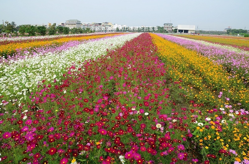 DSC_4959 DSC_4959