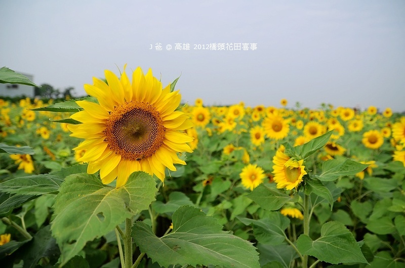 DSC_4906 DSC_4906