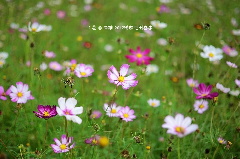 DSC_4939 DSC_4939
