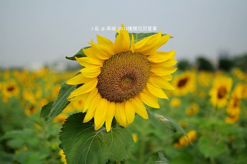 DSC_4910 DSC_4910