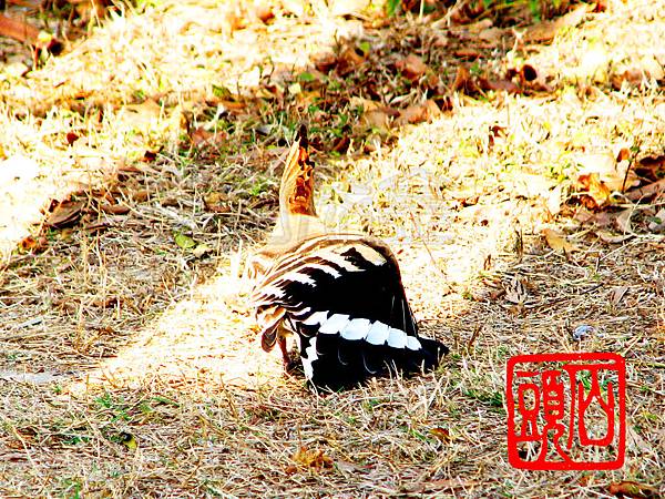 IMG_0066 IMG_0066