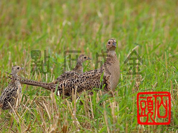 環頸雉63_調整大小 環頸雉63_調整大小