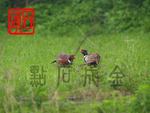環頸雉03_調整大小 環頸雉03_調整大小