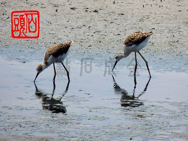 高蹺鴴亞成鳥 高蹺鴴亞成鳥