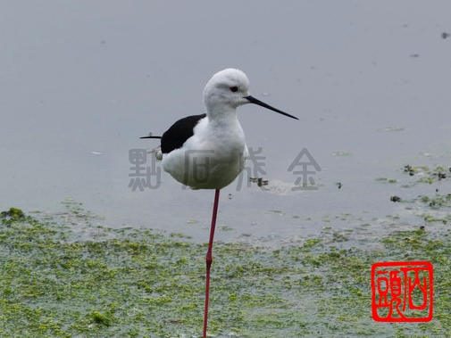 P4080868_調整大小 P4080868_調整大小