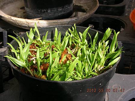 DSCN5221.JPG DSCN5221.JPG