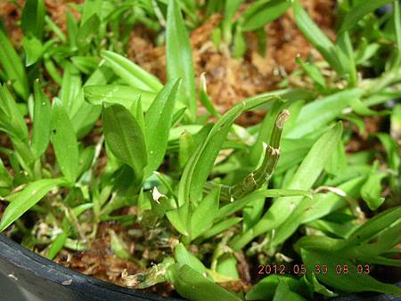 DSCN5234.JPG DSCN5234.JPG