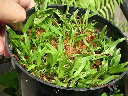 DSCN5233.JPG DSCN5233.JPG