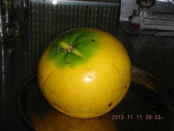 黃金果組培!!! 黃金果組培!!!