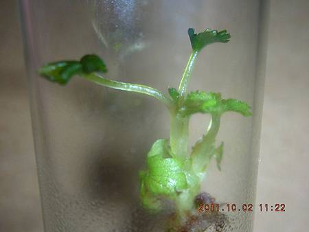 DSCN9991.JPG DSCN9991.JPG