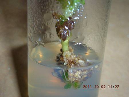 DSCN9992.JPG DSCN9992.JPG